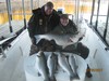 (01/28/2017) - Nice Striped Bass